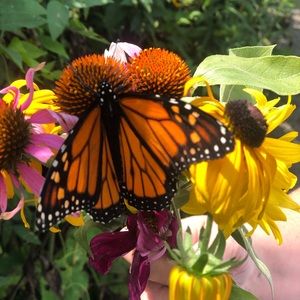 Meet your Posher, Jillian